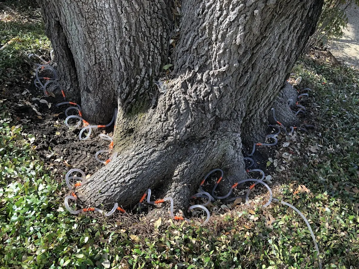 Detailed Tree Cabling and Bracing job site in Fowler